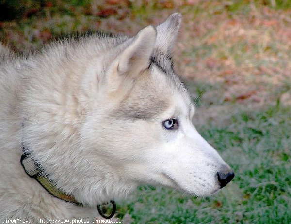 Photo de Husky siberien