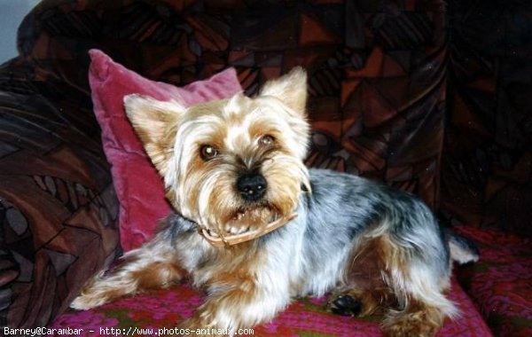 Photo de Yorkshire terrier