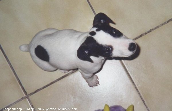 Photo de Jack russell terrier