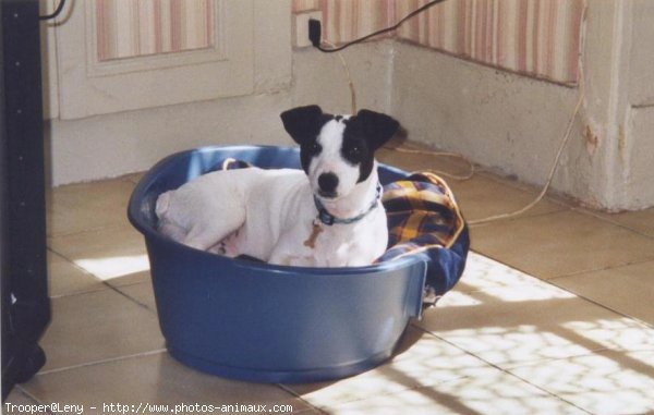 Photo de Jack russell terrier