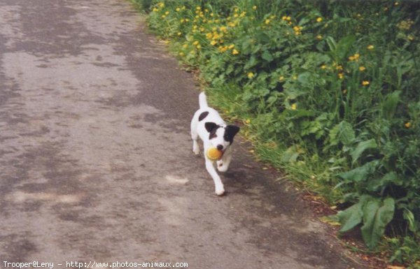 Photo de Jack russell terrier