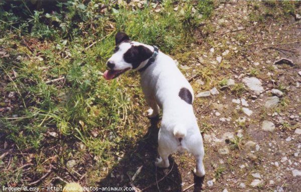 Photo de Jack russell terrier