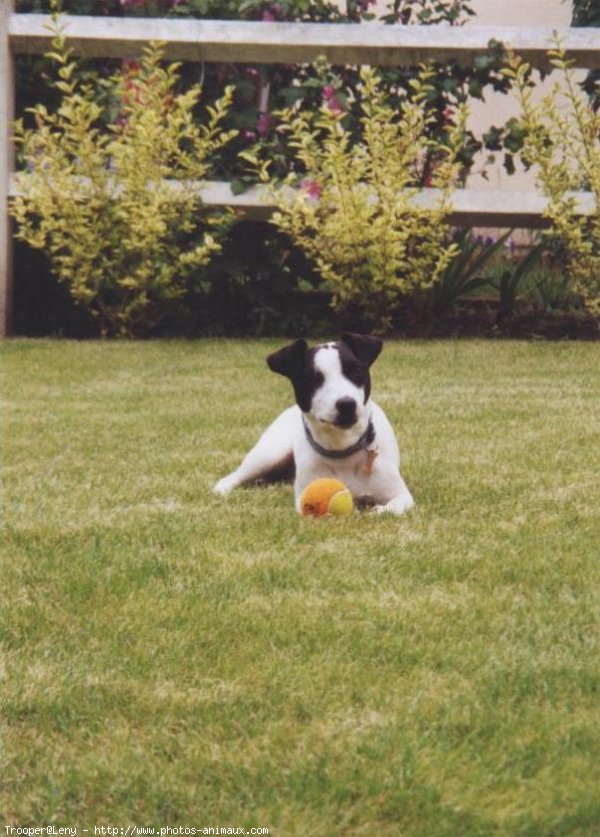 Photo de Jack russell terrier