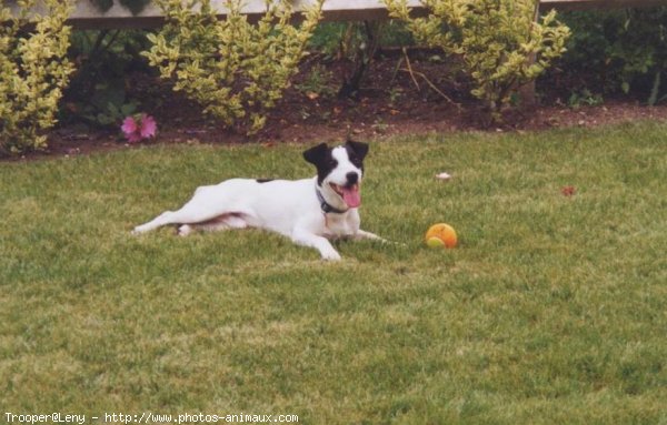 Photo de Jack russell terrier