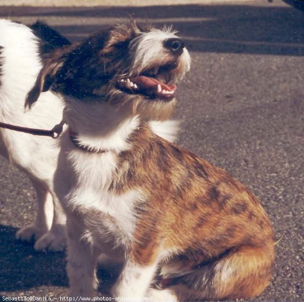 Photo de Races diffrentes