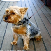 Photo de Yorkshire terrier