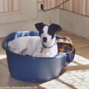 Photo de Jack russell terrier