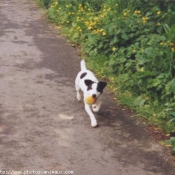 Photo de Jack russell terrier