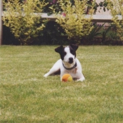 Photo de Jack russell terrier