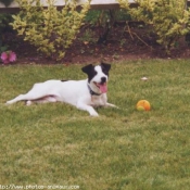 Photo de Jack russell terrier