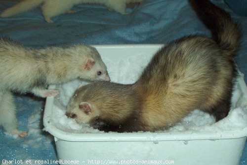 Photo de Furet