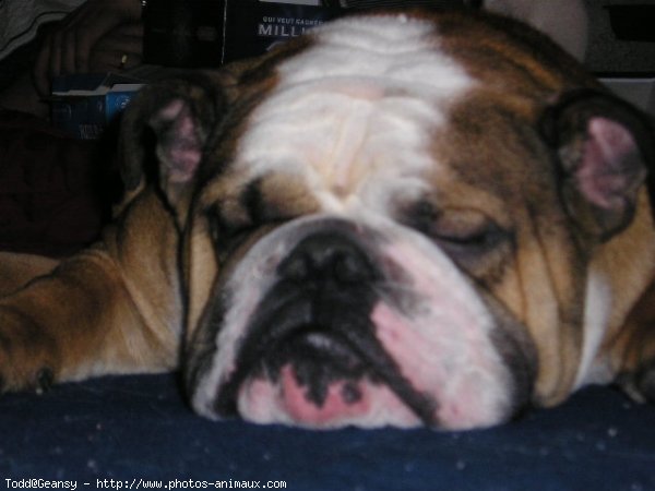 Photo de Bulldog