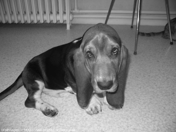 Photo de Basset hound