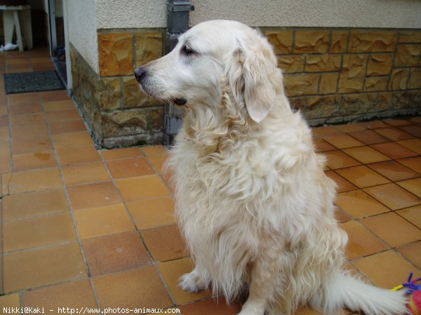 Photo de Golden retriever