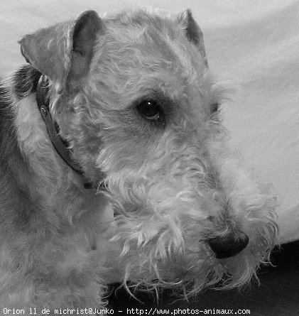 Photo de Fox terrier  poil dur