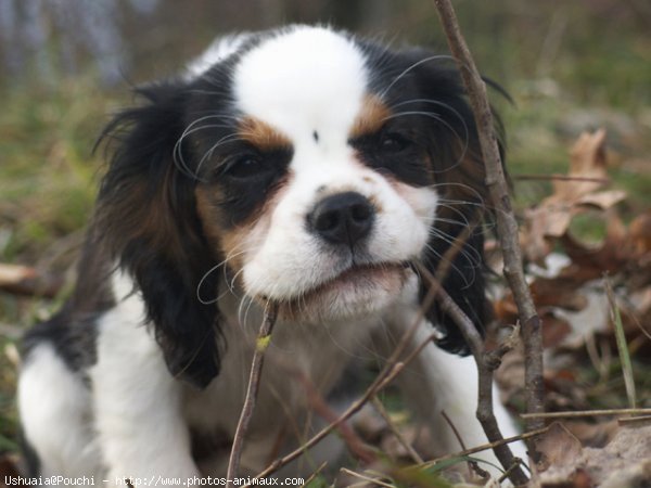 Photo de Cavalier king charles spaniel