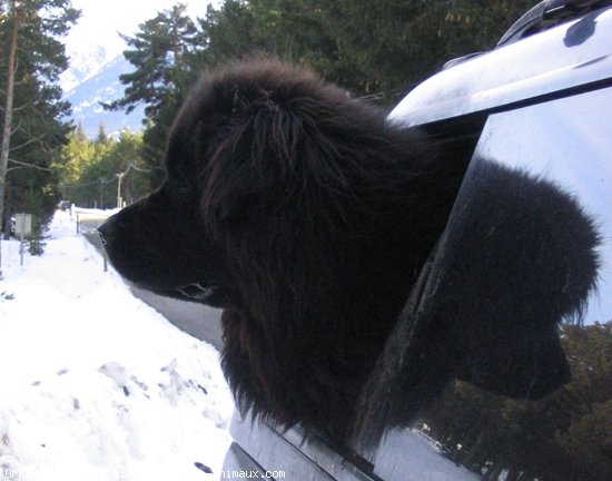 Photo de Chien de terre-neuve