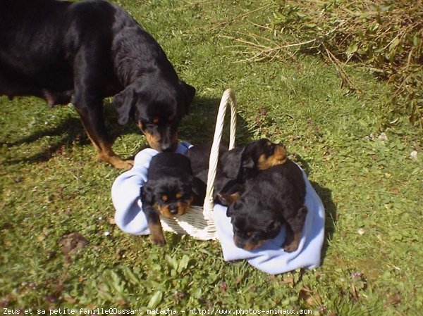 Photo de Rottweiler