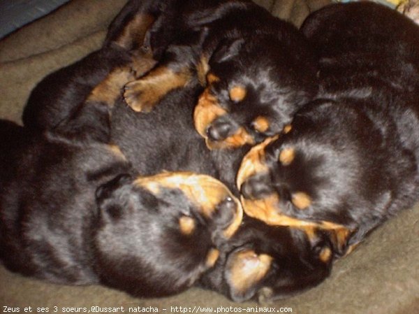 Photo de Rottweiler