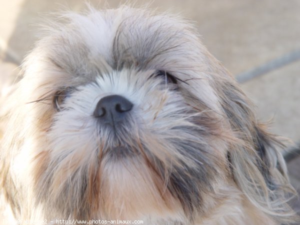 Photo de Shih tzu