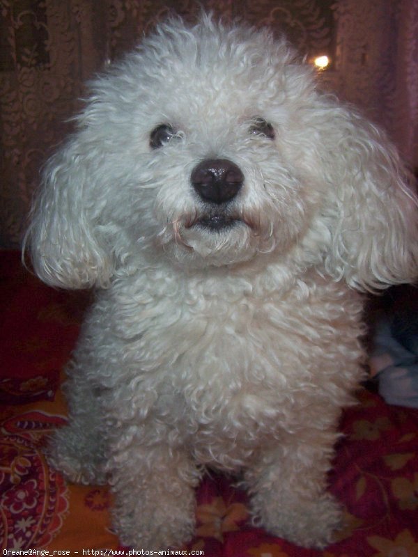 Photo de Bichon  poil fris