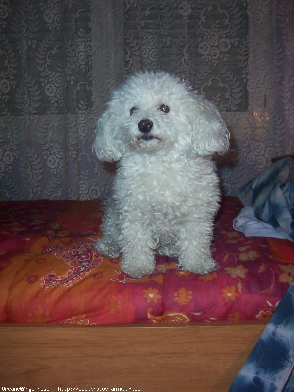 Photo de Bichon  poil fris