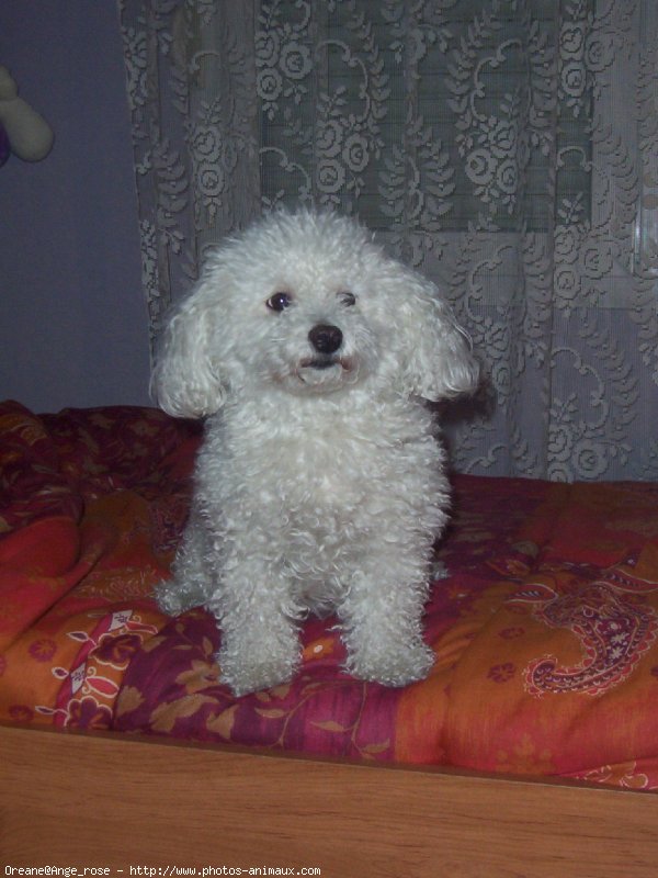 Photo de Bichon  poil fris