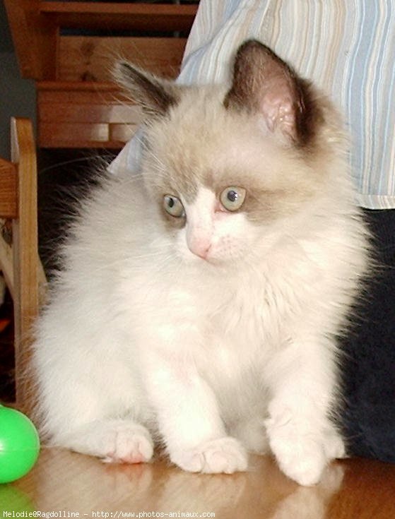 Photo de Ragdoll