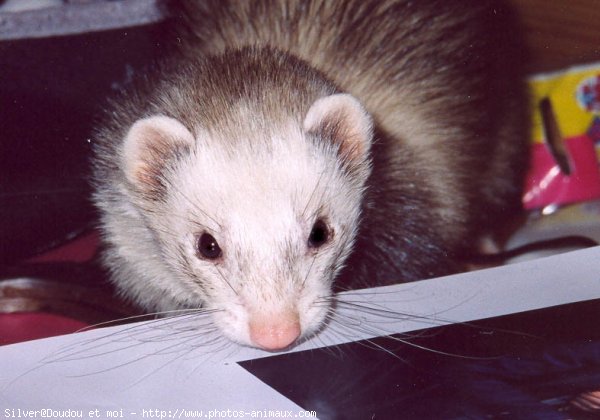 Photo de Furet