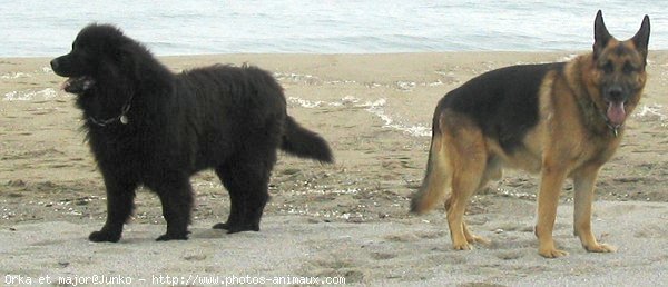 Photo de Chien de terre-neuve