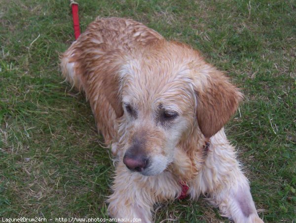 Photo de Golden retriever