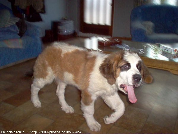 Photo de Saint-bernard poil long