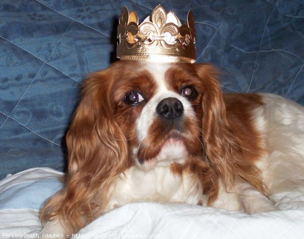 Photo de Cavalier king charles spaniel