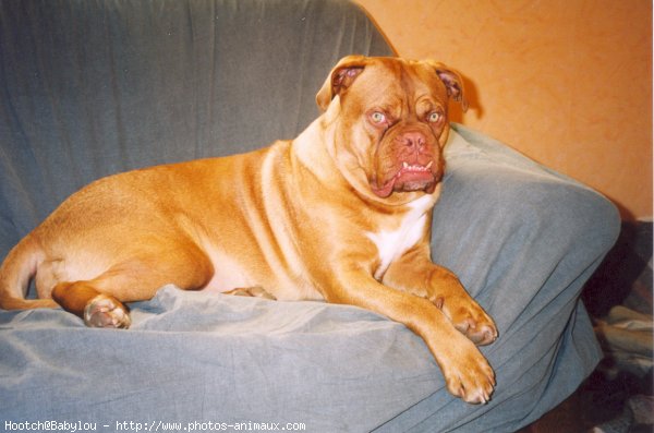 Photo de Dogue de bordeaux