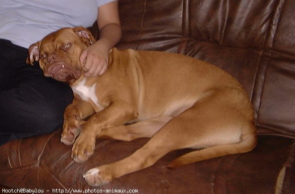 Photo de Dogue de bordeaux