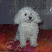 Photo de Bichon  poil fris