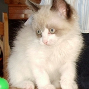 Photo de Ragdoll