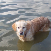 Photo de Golden retriever