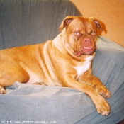 Photo de Dogue de bordeaux