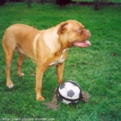 Photo de Dogue de bordeaux