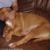 Photo de Dogue de bordeaux