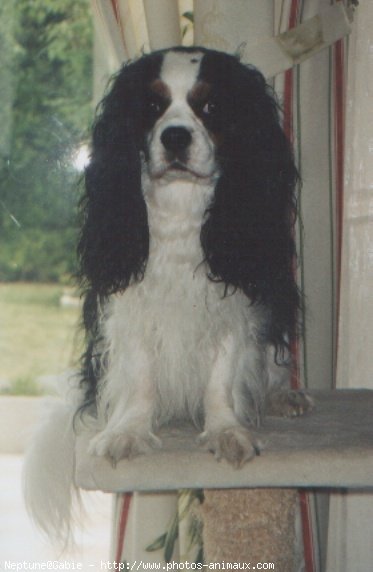 Photo de Cavalier king charles spaniel