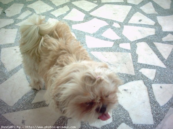 Photo de Shih tzu