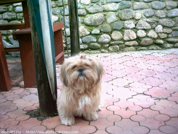 Photo de Shih tzu