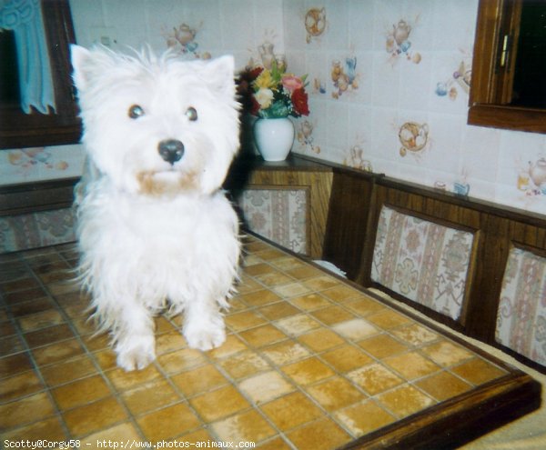 Photo de West highland white terrier