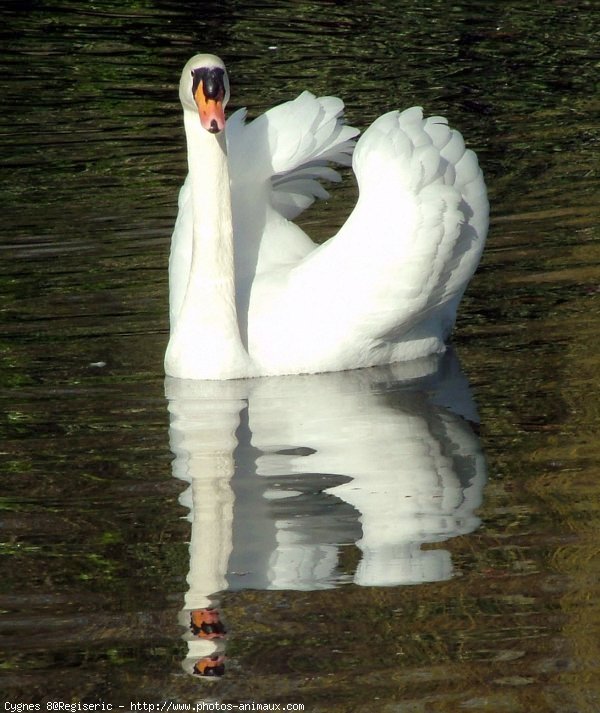 Photo de Cygne