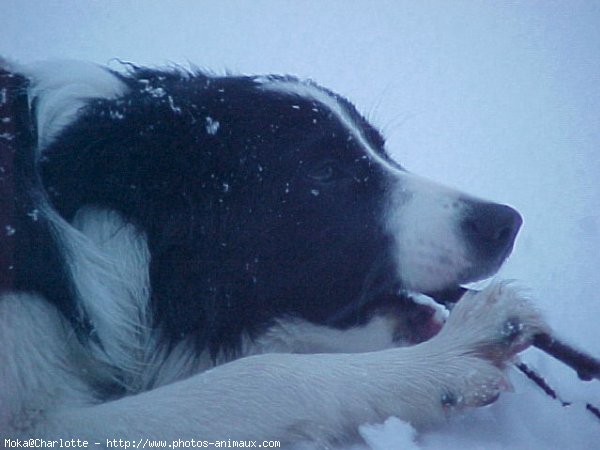 Photo de Border collie