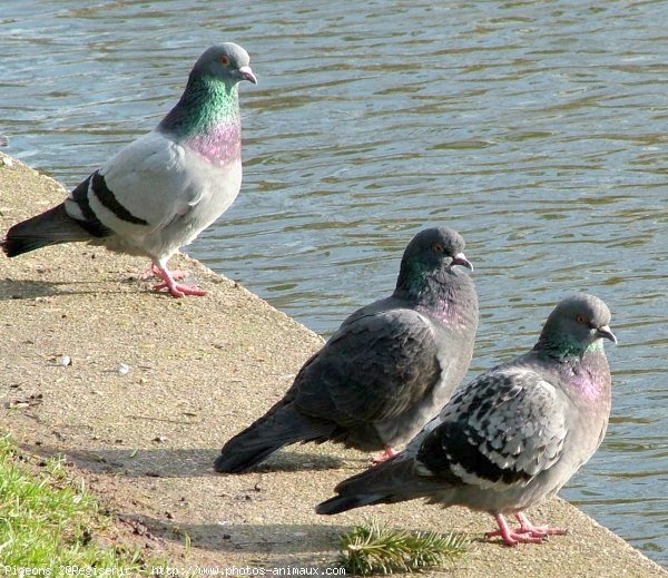 Photo de Pigeon