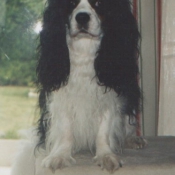 Photo de Cavalier king charles spaniel