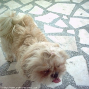 Photo de Shih tzu